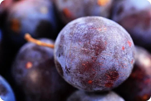 매실 수확시기 언제가 적절할까